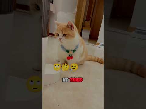 This man was teaching his Cat's #shorts