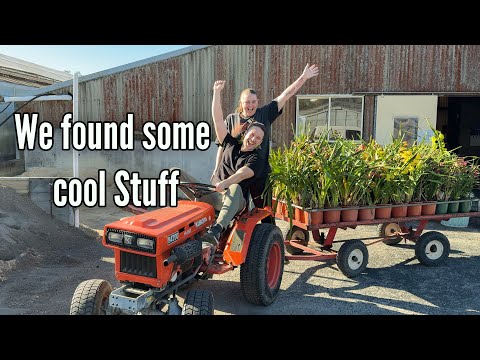 Let's go Plant Shopping - Orchids, 'Basic' Plants & current Trends
