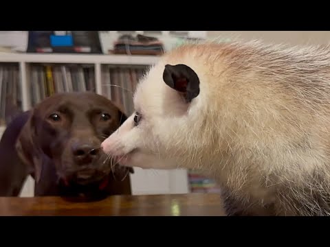 Possum raised by humans now refuses to leave