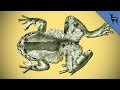 Animal Snooze: The Hairy Frog