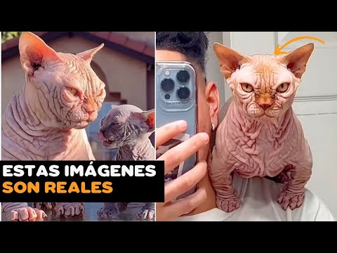 GATOS BULLY XL: La "Raza Mutante" que causa POLÉMICA  😺