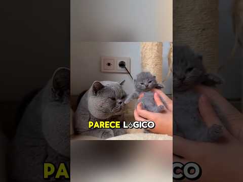 ¿Las gatas abandonan a sus crías?🥺🐱🐈