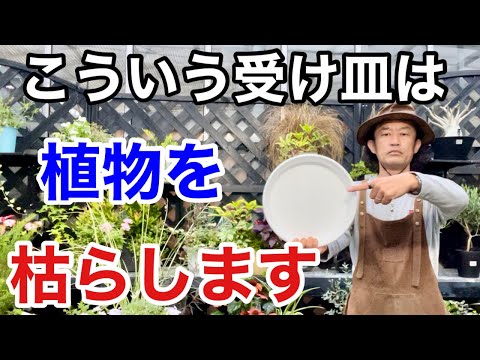 【みんな知らない】植物を枯らさない受け皿教えます　　　【カーメン君】【園芸】【ガーデニング】【初心者】