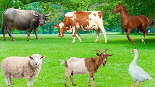 Farm Animal Feed: Buffalo, Chicken, Cow, Duck, Goat, Sheep,...