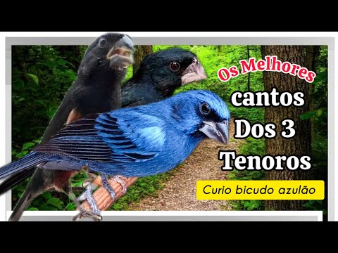 🔴   (COMPILADO) MELHORES CAMTOS DE CURIO AZULAO E BICUDO do BRASIL ! #curio #azulao #bicudo