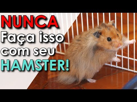 O que NUNCA fazer com seu hamster!