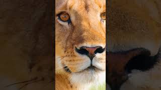 Wild Animals | 15 Minutes of Life on Predator’s Plains | Wild Nature