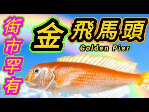 極罕有🟪 金色頭🟪 飛馬頭🟪 馬爾代夫水面🟪 我曾經見過🟪 好細條🟪 一群群 🟪非常好食🟪