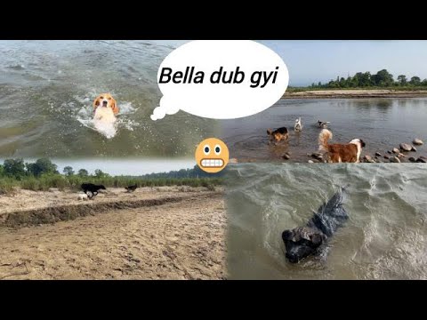 Pitbull beagle German shepherd or Saint Bernard ko nadi me le gaye 👀😱#river #dogswimming #dogbath