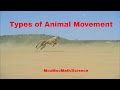 Unique Animal Movements and Video Insights