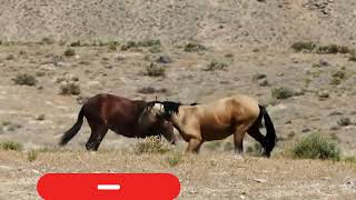 Horse Breeding Explained 🐎 | Stallion & Mare Process (Farm Life) horse breeding #HorseBreeding