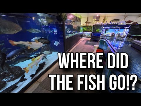 The Fish Went Missing, but Where did they Go?!