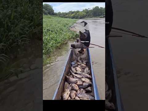 Spearing fish=01