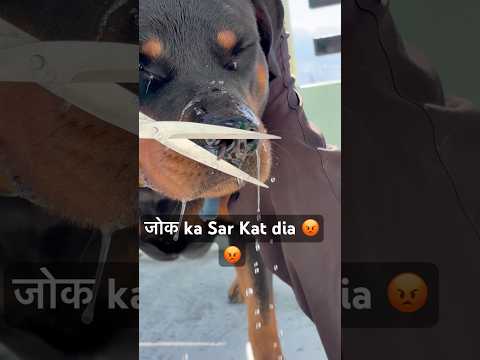 जोक ka Sar Kat dia 🤬🤬 #shorts #viral #trending #dogs #viral #trending #dogs #viralvideos