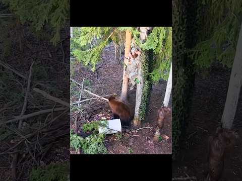 “I Was Only 2 Yards from This Brown Bear… with Just a Spear! #Hunting#BearHunting#SpearHunting#охота
