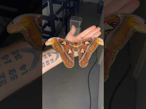 Largest Moth growing up