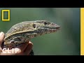 Monitor Lizard Behavior and Features