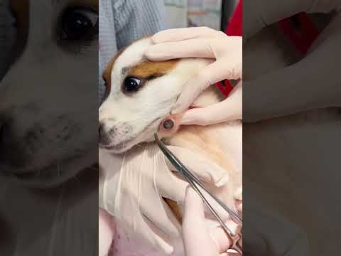 Heartwarming Rescue Dog’s Life Was Saved 💓