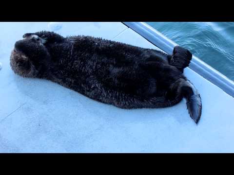 'Hangover' Sea Otter Is Sickeningly CUTE!