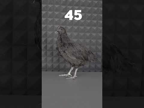 Siyah Civcivin 69 Günlük Gelişimi #shorts