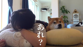柴犬が体調不良に‥悶絶級のラストに注目です。
