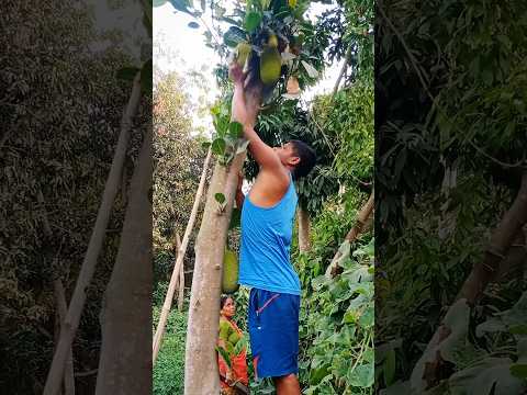 আজ গাছ থেকে এঁচোড় পাড়লাম#bengalivlog#minivlog#shorts