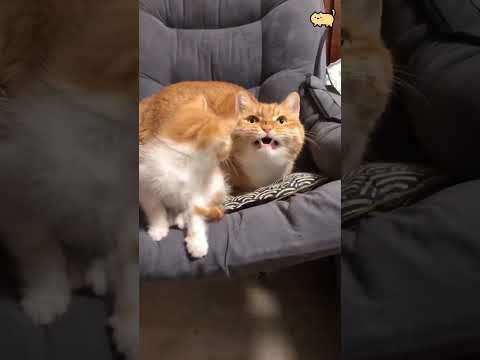 Cats scare cats😹