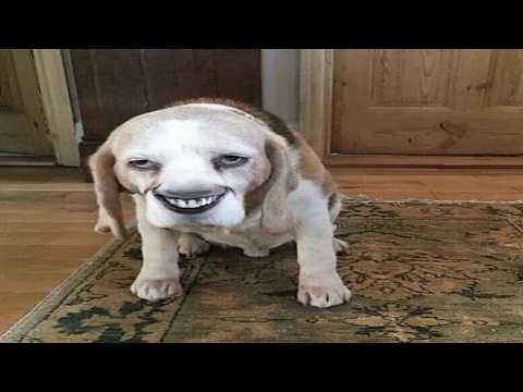 impossible try not to laugh