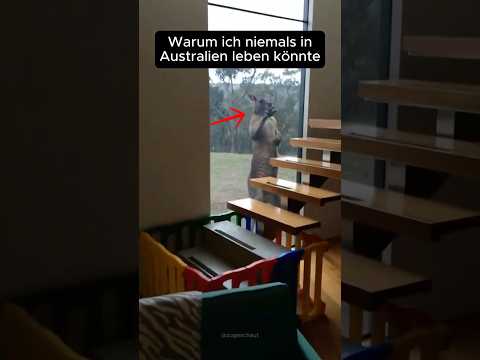 Warum ich niemals in Australien leben könnte 🦘😧 #australien  #tiere  #wissen