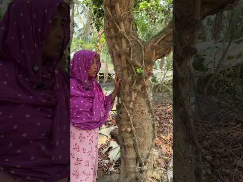 একটি চুইঝাল গাছের মুল্য বিশ হাজার টাকা