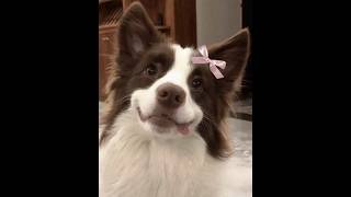 🐕 Новые смешные и милые видео с животными для поднятия настроения! 🐈 Вы будете смеяться! 😺