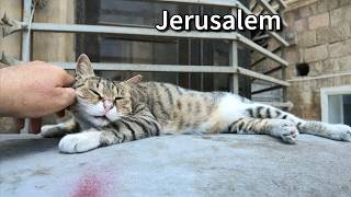 A fascinating walk through the center of Jerusalem and a complete immersion in the city's atmosphere