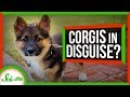 Understanding Corgi Genetics and Retrogenes