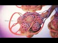 Functions of Villi and Alveoli