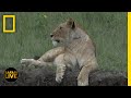 Wildlife Behavior and Adaptations