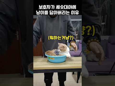 "너무 어지러워!".. 보호자가 세숫대야에 냥이를 담아버리는 이유