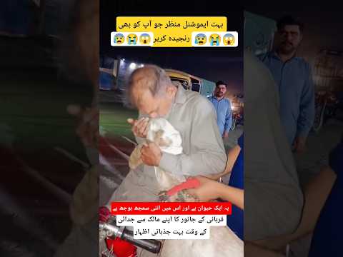 Qurbani Ka Janwer apnay Malik Say Juda Hotay Howay Bara Ranjida Howa Or Ronay Laga Hay 😰😭😱🙏