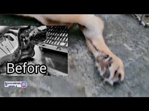 We rescued stray puppy Leg with injury before and now.
