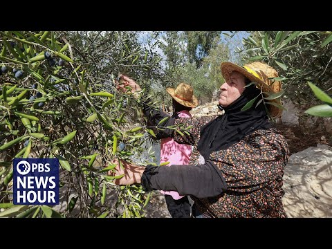 YouTube video thumbnail: Lebanese Farmers Rush to Salvage Harvest as Ceasefire With Israel Fails to Ensure Safety