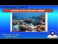 Marine Life and Ecosystems