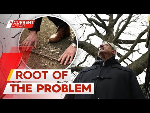 Resident at loggerheads with council over gigantic tree | A Current Affair