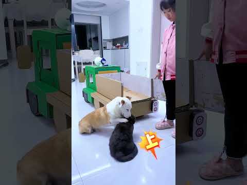 Watch the cute baby and cute pets at the end, Director Mo and the big cake, handmade