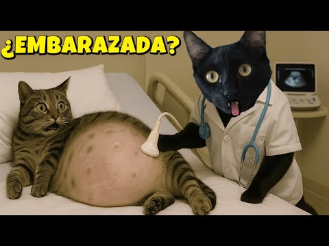¿GATA 24 HORAS EMBARAZADA DE 100 GATITOS BEBÉ? Videos de gatos graciosos Luna y Estrella