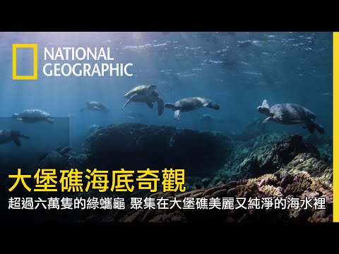 在長達兩公里的沙灘中，佇足著超過五千隻的母海龜，它們與公海龜的交配可以長達數小時甚至達一整天【大堡礁海底奇觀】 - YouTube