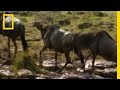 Challenges and Emotions in Animal Migration