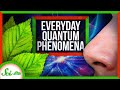 Quantum Mechanics and Its Applications