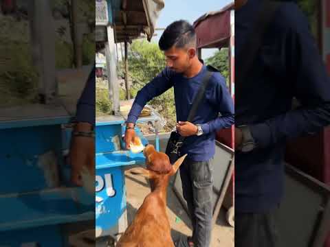 Bezubaano ki sewa se badi koi pooja nhi 😢#humanity #rispect #help #cow #hungry #youtubeshorts