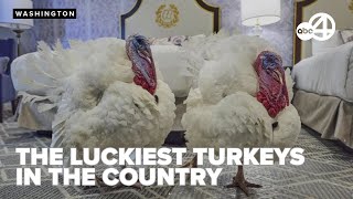 Gobble and Waddle to be pardoned by President Trump in annual Thanksgiving ceremony