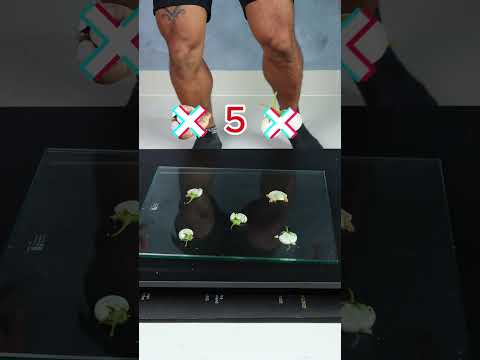 Cassava or eggplant which one will be crushed by your weight? #challenge #shorts #video #funny