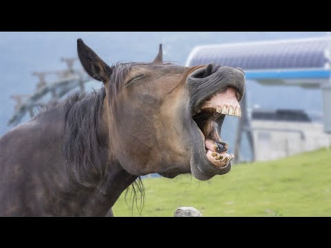 Qué Pasa con los Caballos | Mini Documental